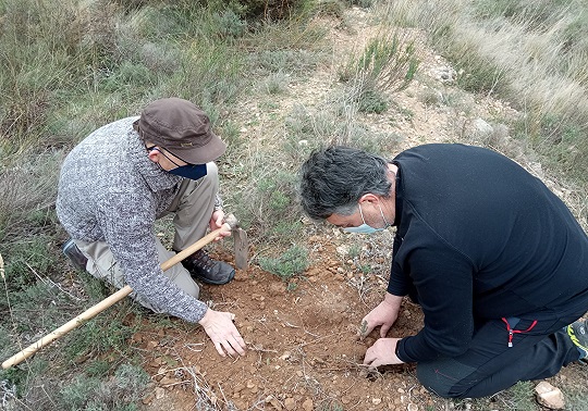 Persones reforestant